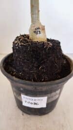 ENXERTO 12086  – 20cm (cor LM 913) - Imagem 6