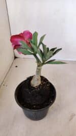 ENXERTO 12086  – 20cm (cor LM 913) - Imagem 5