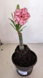 ENXERTO 12087  – 20cm (cor LM 501) - Imagem 2