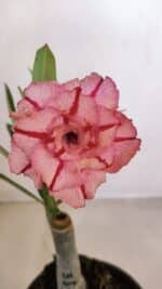 ENXERTO 12087  – 20cm (cor LM 501)