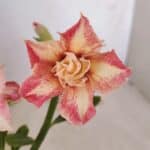 ENXERTO 12088  – 22cm (cor LM 728)