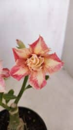 ENXERTO 12088  – 22cm (cor LM 728)