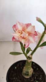 ENXERTO 12088  – 22cm (cor LM 728) - Imagem 4