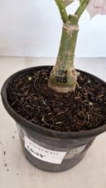 ENXERTO 12088  – 22cm (cor LM 728) - Imagem 6