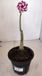 ENXERTO 12090  – 22cm (cor LM 720) - Imagem 2