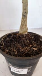 ENXERTO 12090  – 22cm (cor LM 720) - Imagem 7