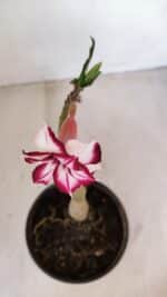 ENXERTO 12090  – 22cm (cor LM 720) - Imagem 4