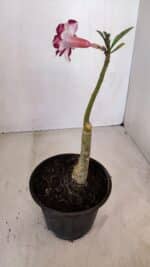 ENXERTO 12090  – 22cm (cor LM 720) - Imagem 6