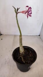 ENXERTO 12090  – 22cm (cor LM 720) - Imagem 5