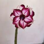 ENXERTO 12090  – 22cm (cor LM 720)