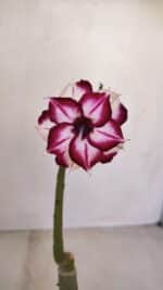 ENXERTO 12090  – 22cm (cor LM 720)