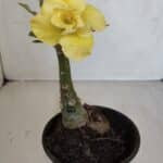 ENXERTO 12091  – 20cm (cor LM 997)