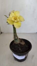 ENXERTO 12091  – 20cm (cor LM 997)