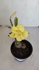 ENXERTO 12091  – 20cm (cor LM 997) - Imagem 3