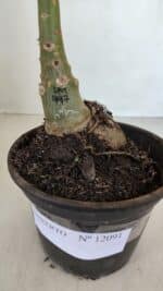 ENXERTO 12091  – 20cm (cor LM 997) - Imagem 4