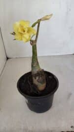 ENXERTO 12091  – 20cm (cor LM 997) - Imagem 5