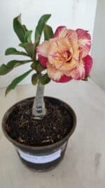 ENXERTO 12092  – 20cm (cor LM 582) - Imagem 2