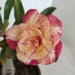 ENXERTO 12092  – 20cm (cor LM 582)