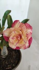 ENXERTO 12092  – 20cm (cor LM 582)