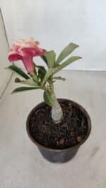 ENXERTO 12092  – 20cm (cor LM 582) - Imagem 5