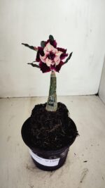 ENXERTO 12093  – 20cm (cor LM 1008) - Imagem 2