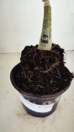 ENXERTO 12093  – 20cm (cor LM 1008) - Imagem 7