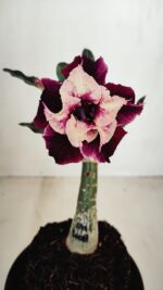 ENXERTO 12093  – 20cm (cor LM 1008)