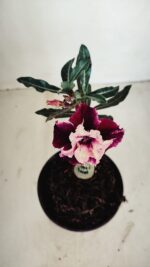 ENXERTO 12093  – 20cm (cor LM 1008) - Imagem 4