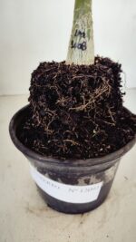 ENXERTO 12093  – 20cm (cor LM 1008) - Imagem 6