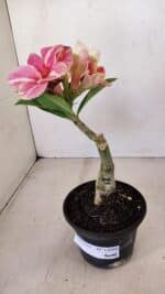 ENXERTO 12094  – 20cm (cor LM 395) - Imagem 2