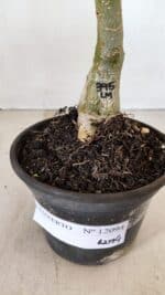 ENXERTO 12094  – 20cm (cor LM 395) - Imagem 5