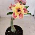 ENXERTO 12094  – 20cm (cor LM 395)