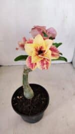 ENXERTO 12094  – 20cm (cor LM 395)