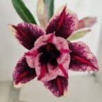 ENXERTO 12095  – 20cm (cor LM 1007)