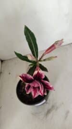 ENXERTO 12095  – 20cm (cor LM 1007) - Imagem 4