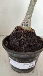 ENXERTO 12095  – 20cm (cor LM 1007) - Imagem 6