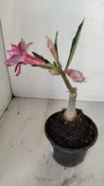 ENXERTO 12095  – 20cm (cor LM 1007) - Imagem 5