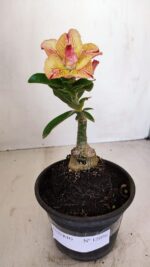 ENXERTO 12096  – 20cm (cor LM 998) - Imagem 2