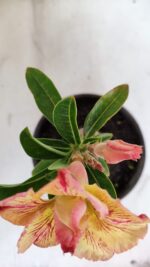 ENXERTO 12096  – 20cm (cor LM 998) - Imagem 8