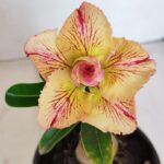 ENXERTO 12096  – 20cm (cor LM 998)