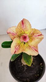 ENXERTO 12096  – 20cm (cor LM 998)