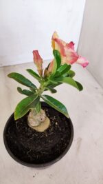 ENXERTO 12096  – 20cm (cor LM 998) - Imagem 6