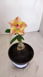 ENXERTO 12096  – 20cm (cor LM 998) - Imagem 4