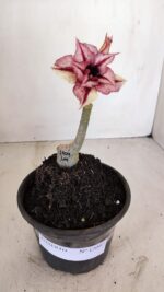 ENXERTO 12097  – 20cm (cor LM 1009) - Imagem 2