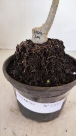 ENXERTO 12097  – 20cm (cor LM 1009) - Imagem 7