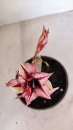 ENXERTO 12097  – 20cm (cor LM 1009) - Imagem 4