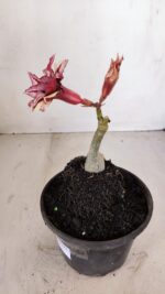 ENXERTO 12097  – 20cm (cor LM 1009) - Imagem 6