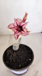 ENXERTO 12097  – 20cm (cor LM 1009) - Imagem 3