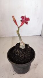 ENXERTO 12097  – 20cm (cor LM 1009) - Imagem 5