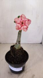 ENXERTO 12098  – 20cm (cor LM 501) - Imagem 2